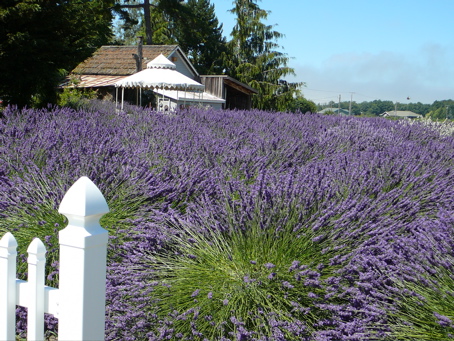 00jdlavenderfields.jpg