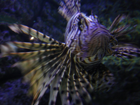 00lionfish.jpg
