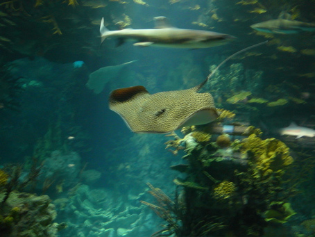 00stingray.jpg