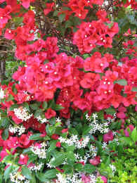 bougainvilla_and_star_jasmine_smalljpg.jpg
