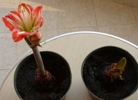 00amaryllis.jpg