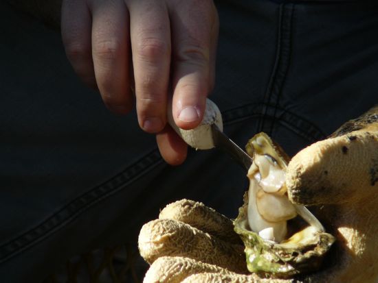 00oystershucking