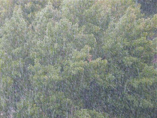 00rainandtrees 00rainandtrees