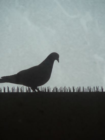 00Pete'sPigeon 00Pete'sPigeon