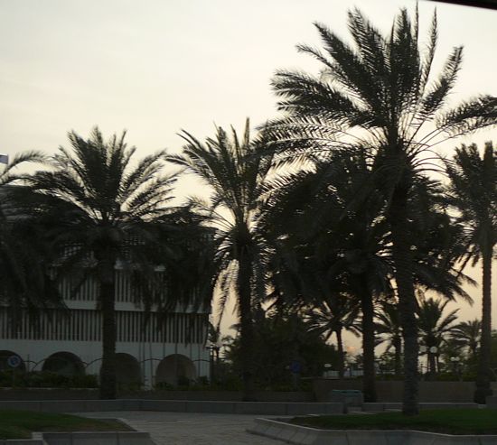 00DohaPalmsSunset