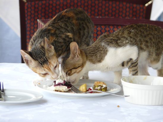 00QatteriCatsRelatives 00QatteriCatsRelatives