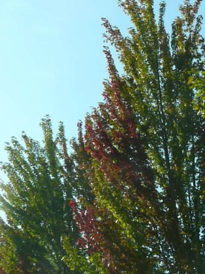 00LeavesBeginChanging