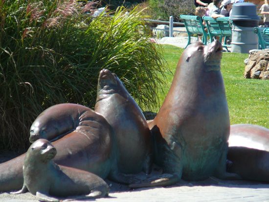 00WaterfrontSealsCloseUp