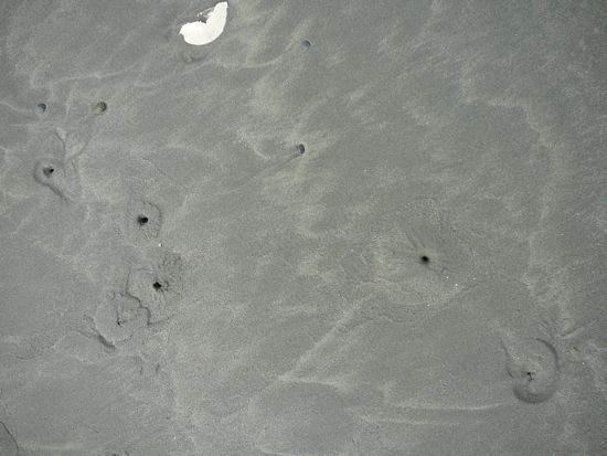 00HereBeClams 00HereBeClams