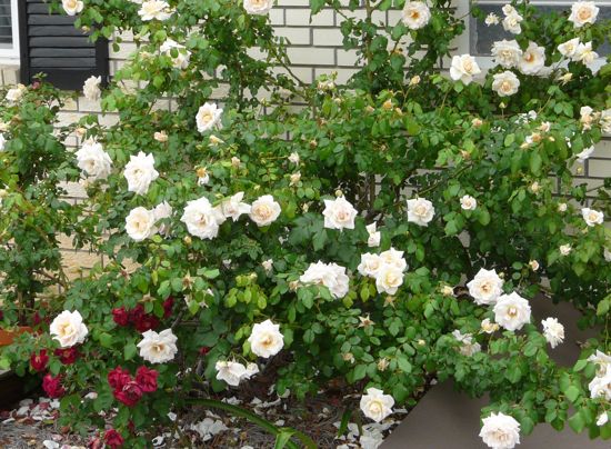 00RoseBush