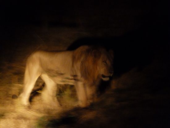 00LionWantsCrossRiver