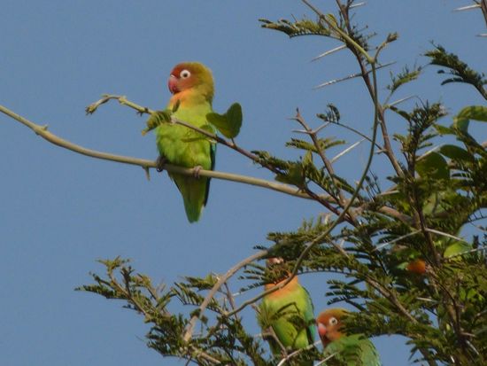 00NsefuLillianLovebirds