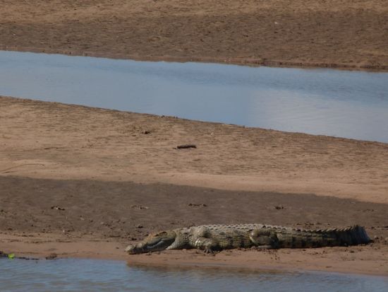 00TransferCrocOnBank