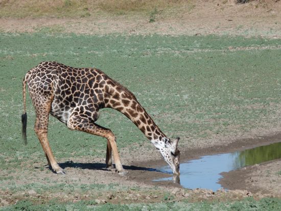 00TransferGiraffeDrinking