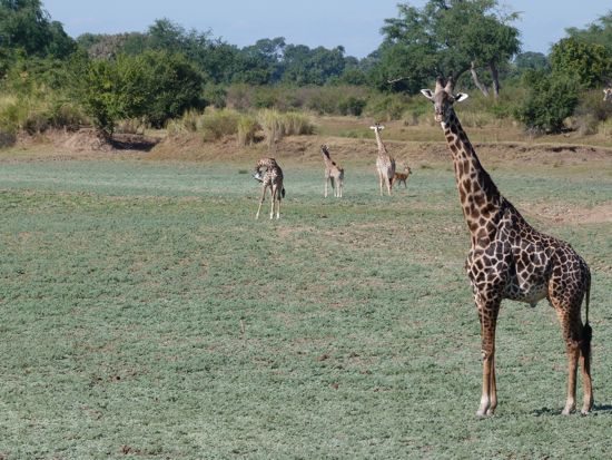 00TransferGiraffeFamily