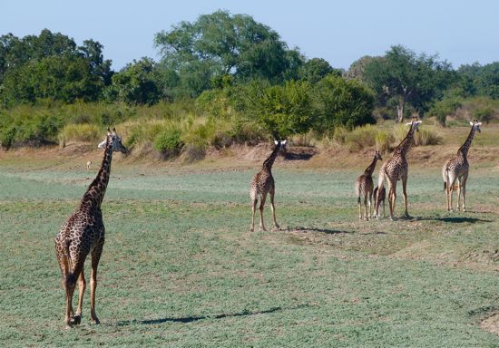 00TransferGiraffeFamilyWadi