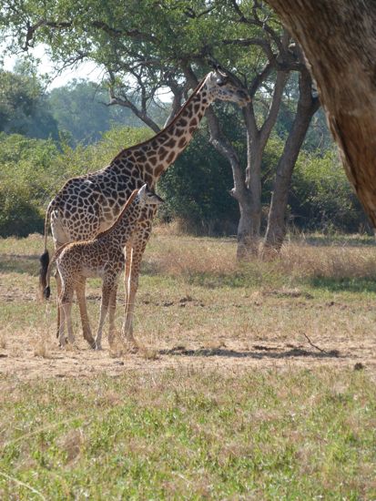 00TransferMomAndBabyGiraffe