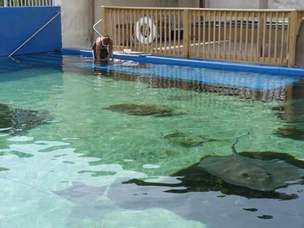 00GulfariumFeedMantaRay