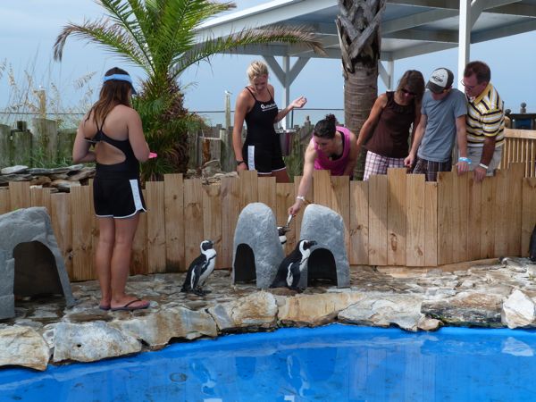 00GulfariumFeedPenguins