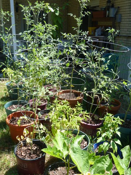 00MoreTomatoesAndPeppers