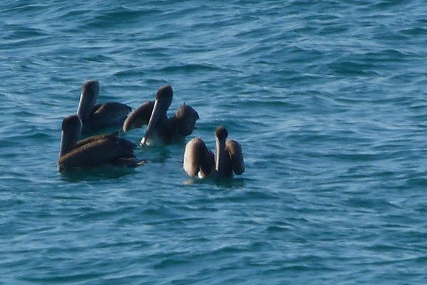 00SunsetInnMorningPelicans