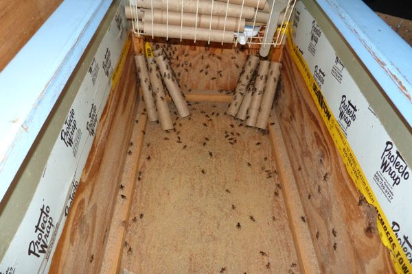 00BlackBeanBaitShopCrickets