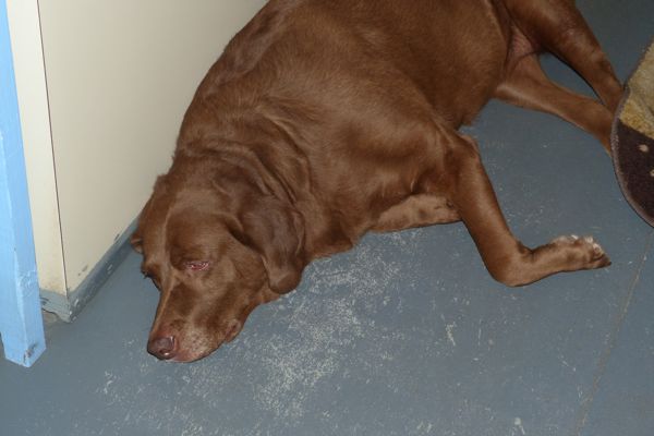 00BlackBeanBaitShopDogZorah