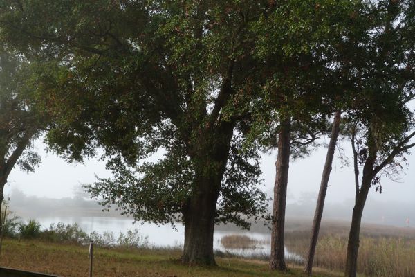 00PensacolaFoggyDecemberMorn