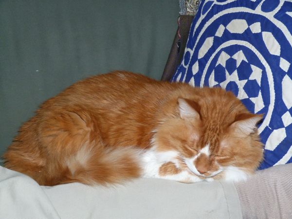 00QCNapWAdventureMan