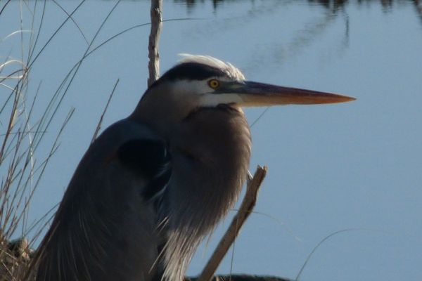 00StMGreatBlueHeron