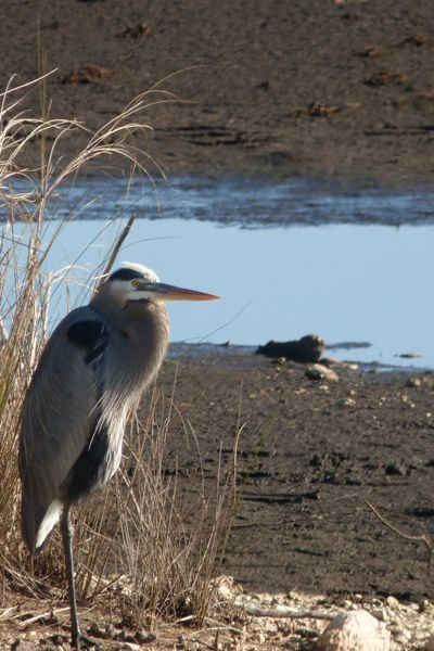 00StMGreatBlueHeronFull