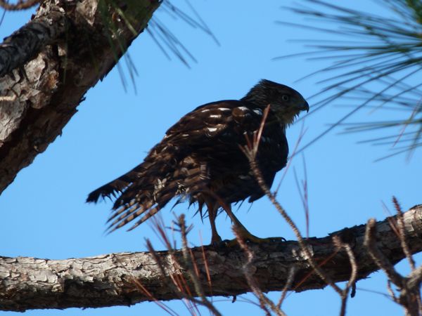 00StMHuntingBirdSide