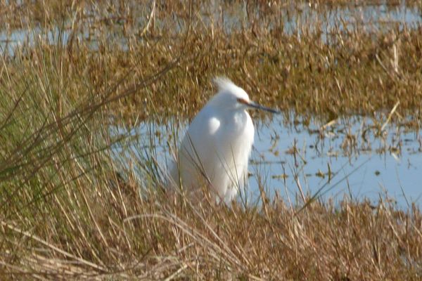 00StMSnowyEgretMarsh