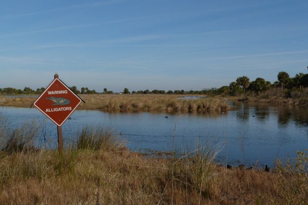00StMWarningAlligators