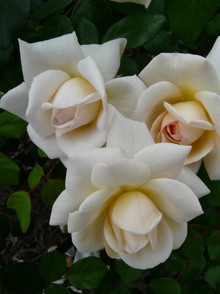 Old White Roses