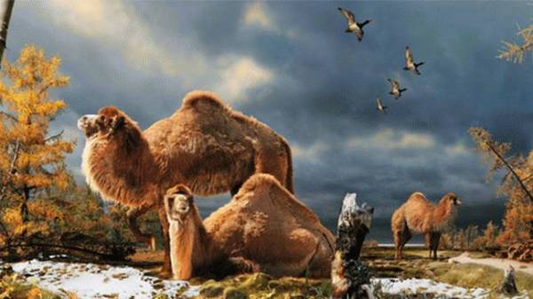 arctic-camel_650x366