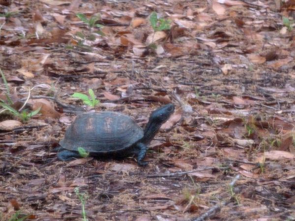 00BoxTurtle2