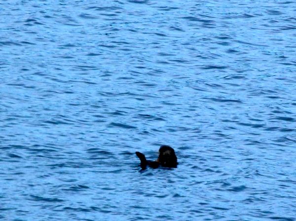 00ChenegaBayOtterCatchesFish