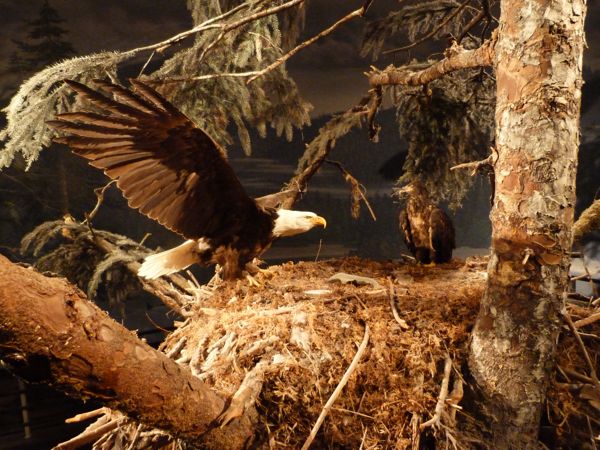 00EagleNestDisplay