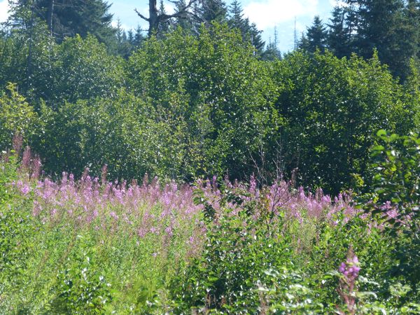 00HomerLupinBlooming