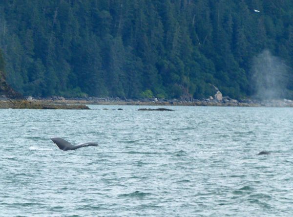 00HumpbacksFeeding