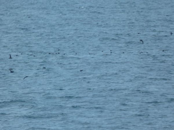 00LikeLifeofPiFlyingFish