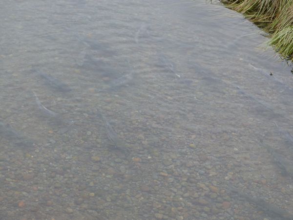 00MoreSalmonSpawning
