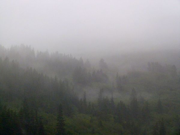 00MoreWhittierFogTrees