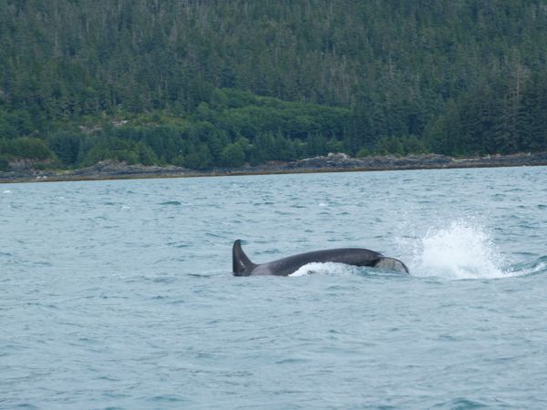 00OrcaDiving