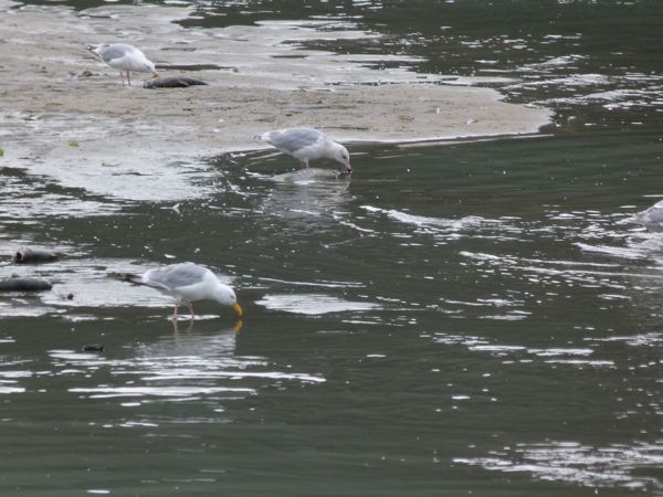 00SeagullsFeastingonSalmon