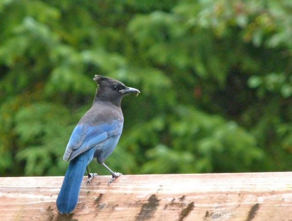 00StellarsJay