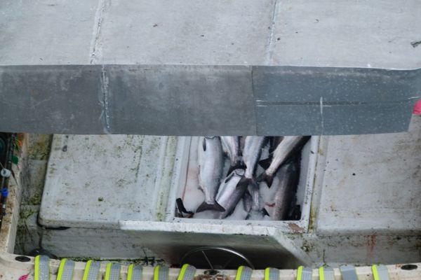 00YakutatFishermansCatch