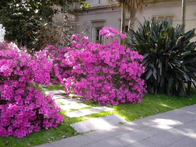 azaleas-1