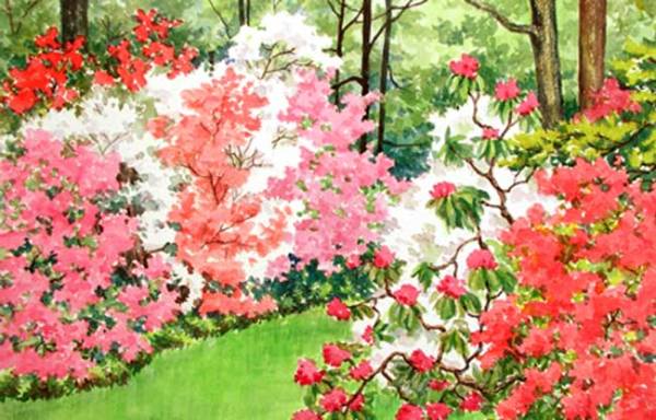 degroot-azaleas-2009-1